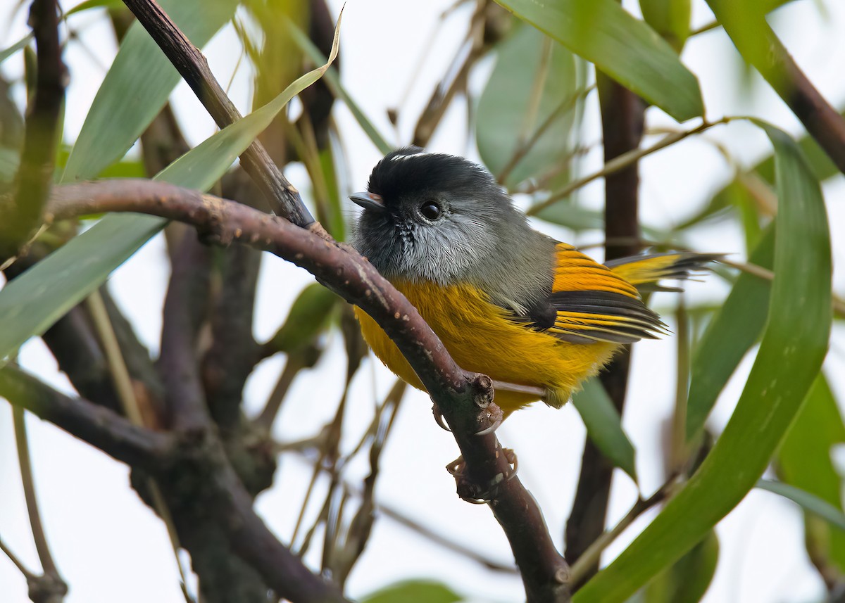 Golden-breasted Fulvetta - Ayuwat Jearwattanakanok