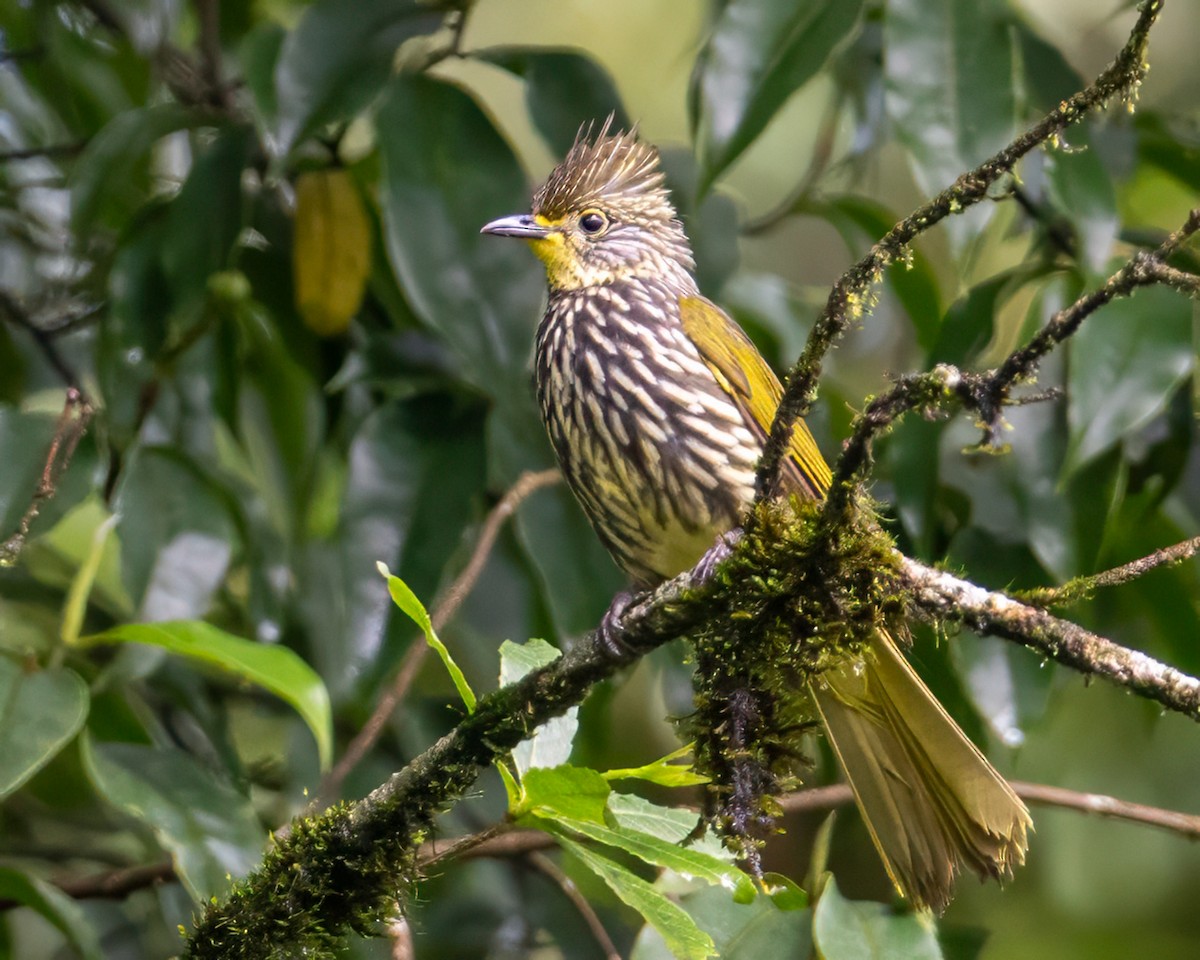 Striated Bulbul - ML624150746