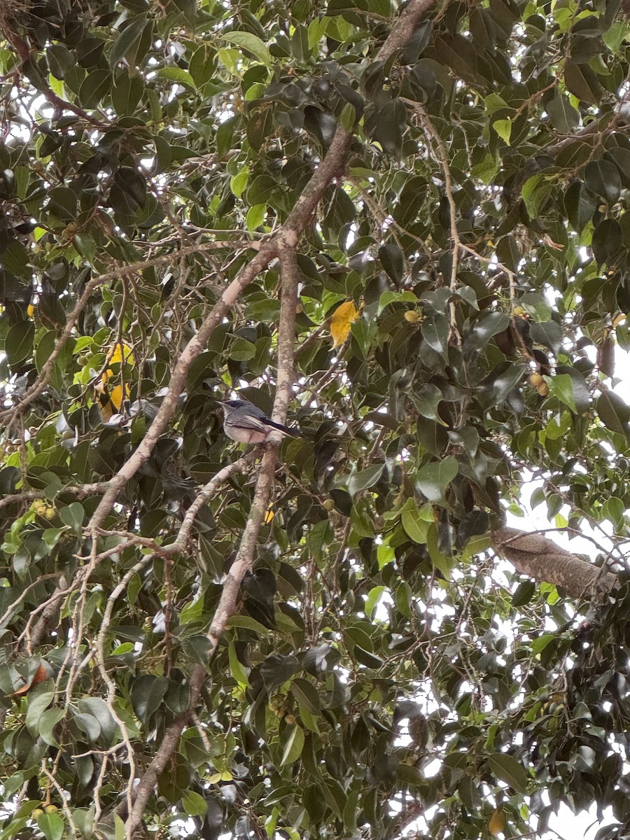 Masked Gnatcatcher - ML624150767