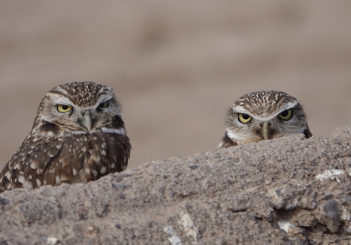 Burrowing Owl - ML624150768