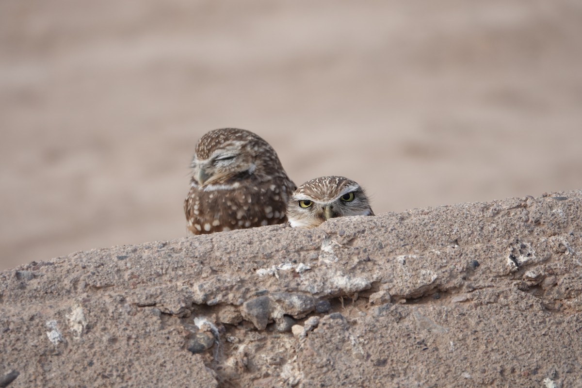 Burrowing Owl - ML624150769