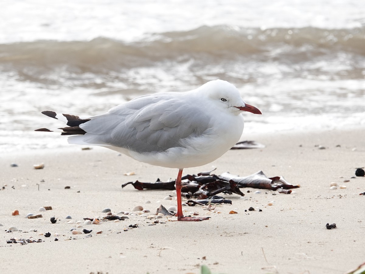 Silver Gull (Silver) - ML624150797