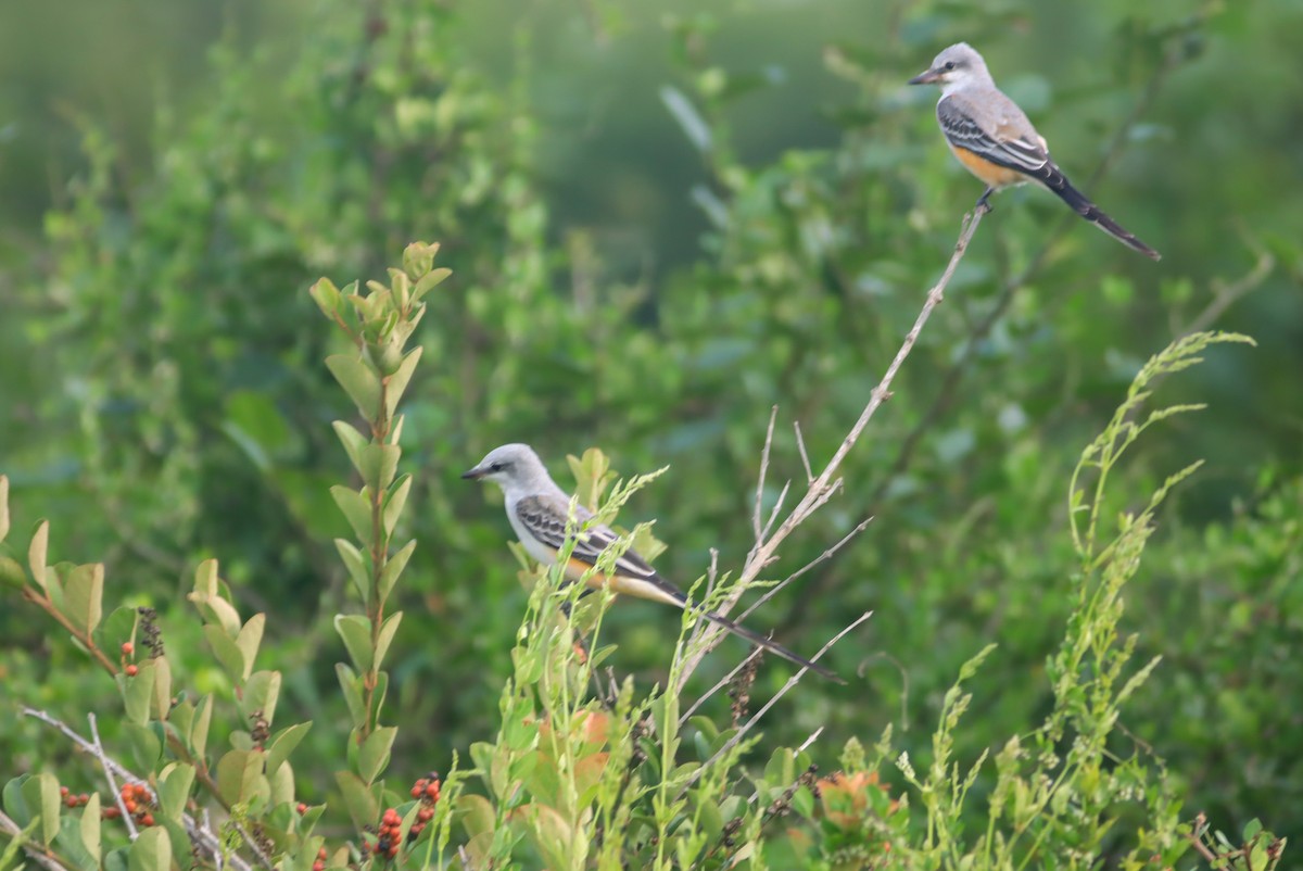 Scissor-tailed Flycatcher - ML624150807