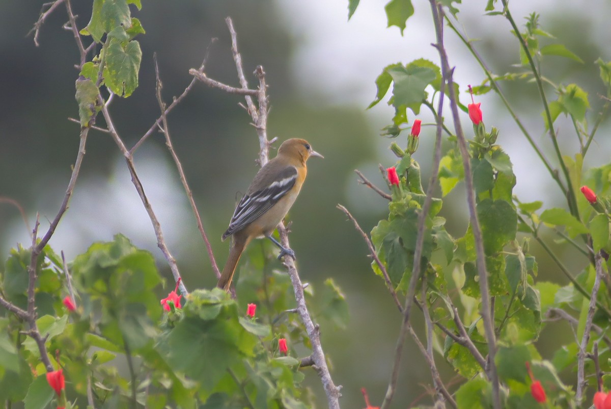 Baltimore Oriole - ML624150811