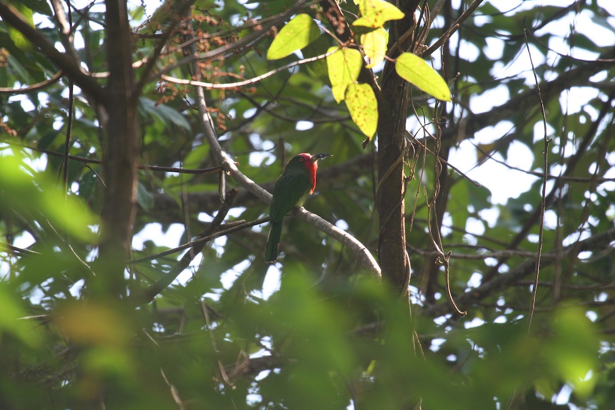 Red-bearded Bee-eater - Charles Davies