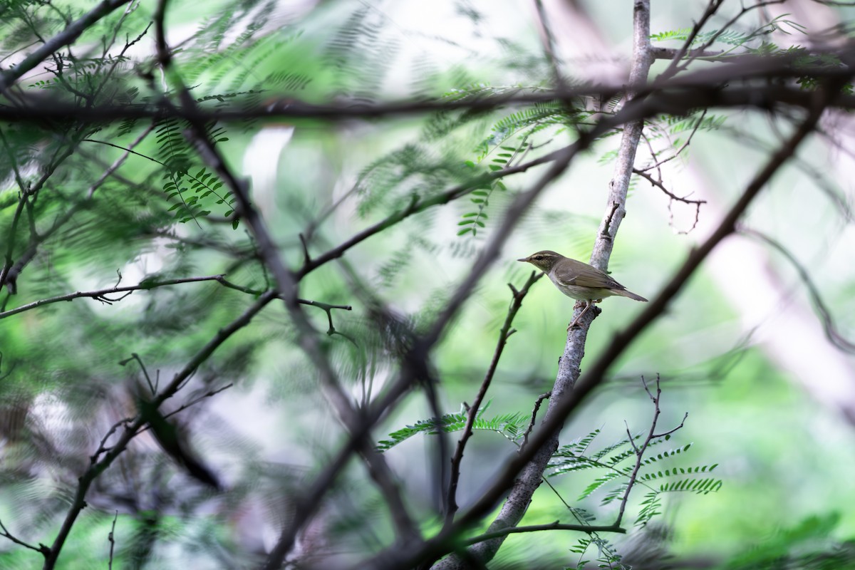 Pale-legged Leaf Warbler - ML624150853