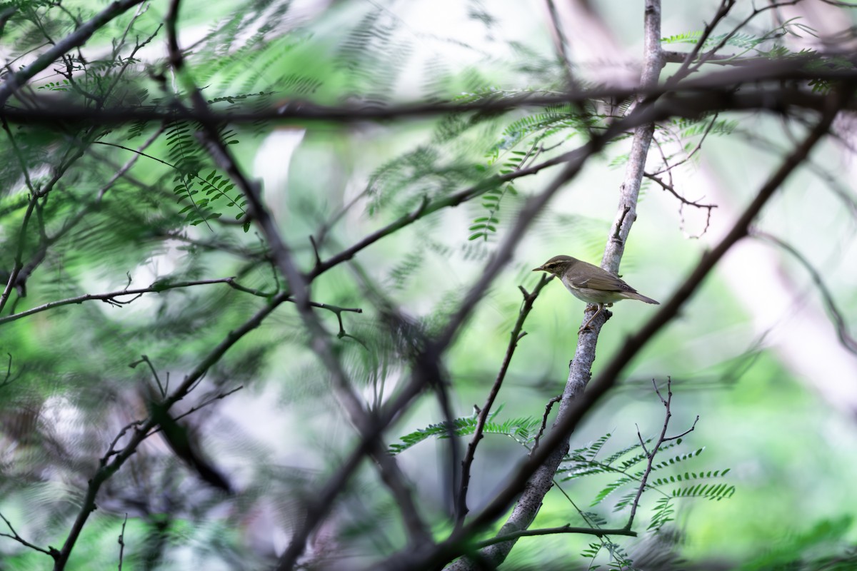 Pale-legged Leaf Warbler - ML624150854