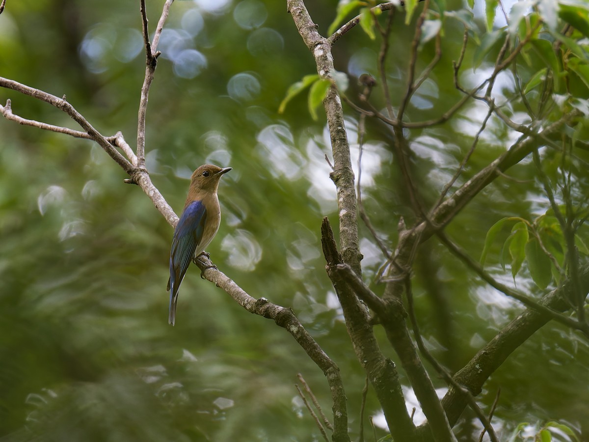 Blue-and-white Flycatcher - Laurent Prevot