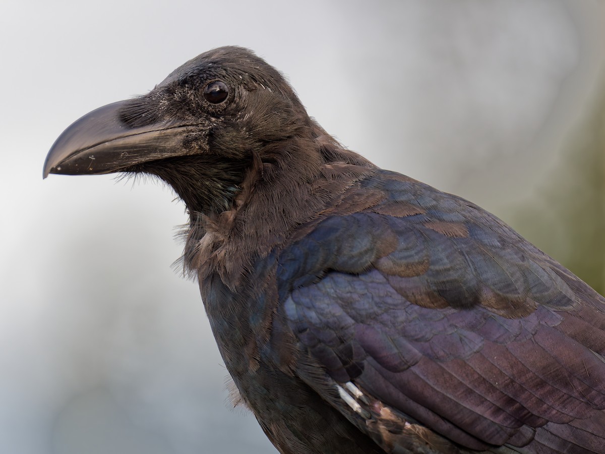 Large-billed Crow - ML624150937