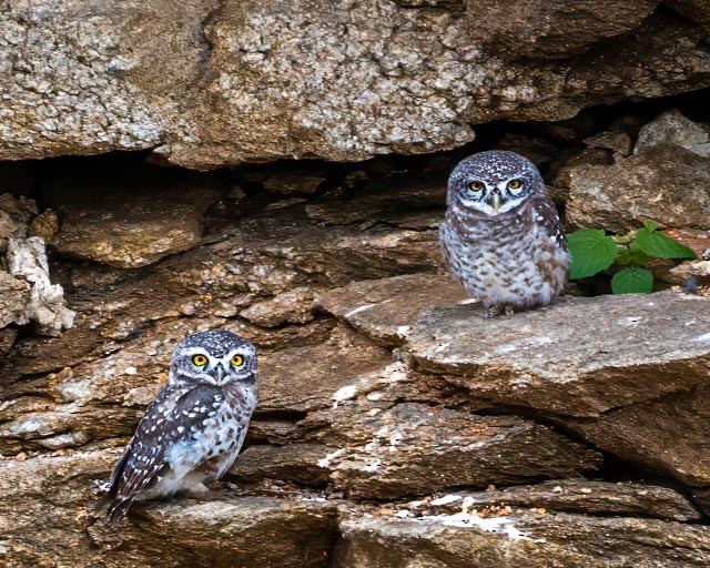 Spotted Owlet - ML624150939