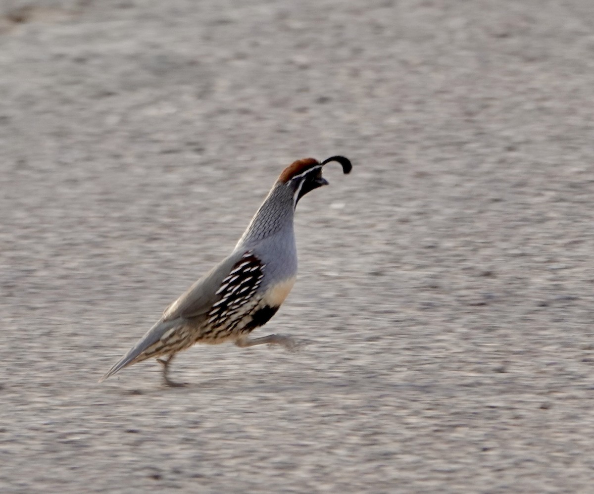 Gambel's Quail - ML624150955