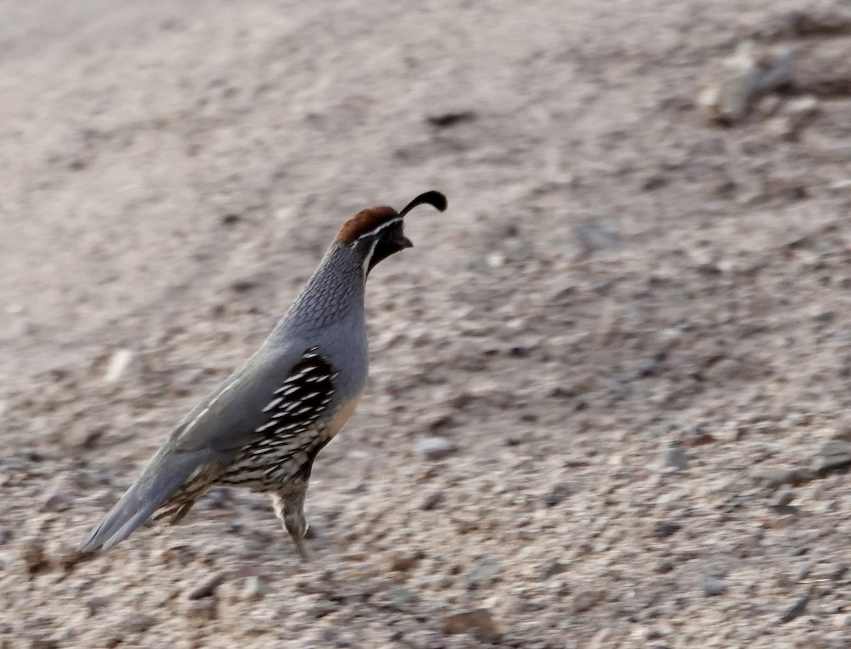 Gambel's Quail - ML624150966