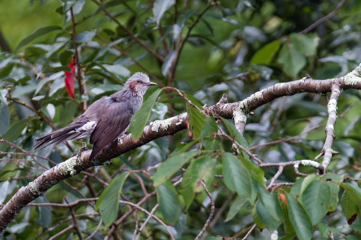 Brown-eared Bulbul - ML624150978