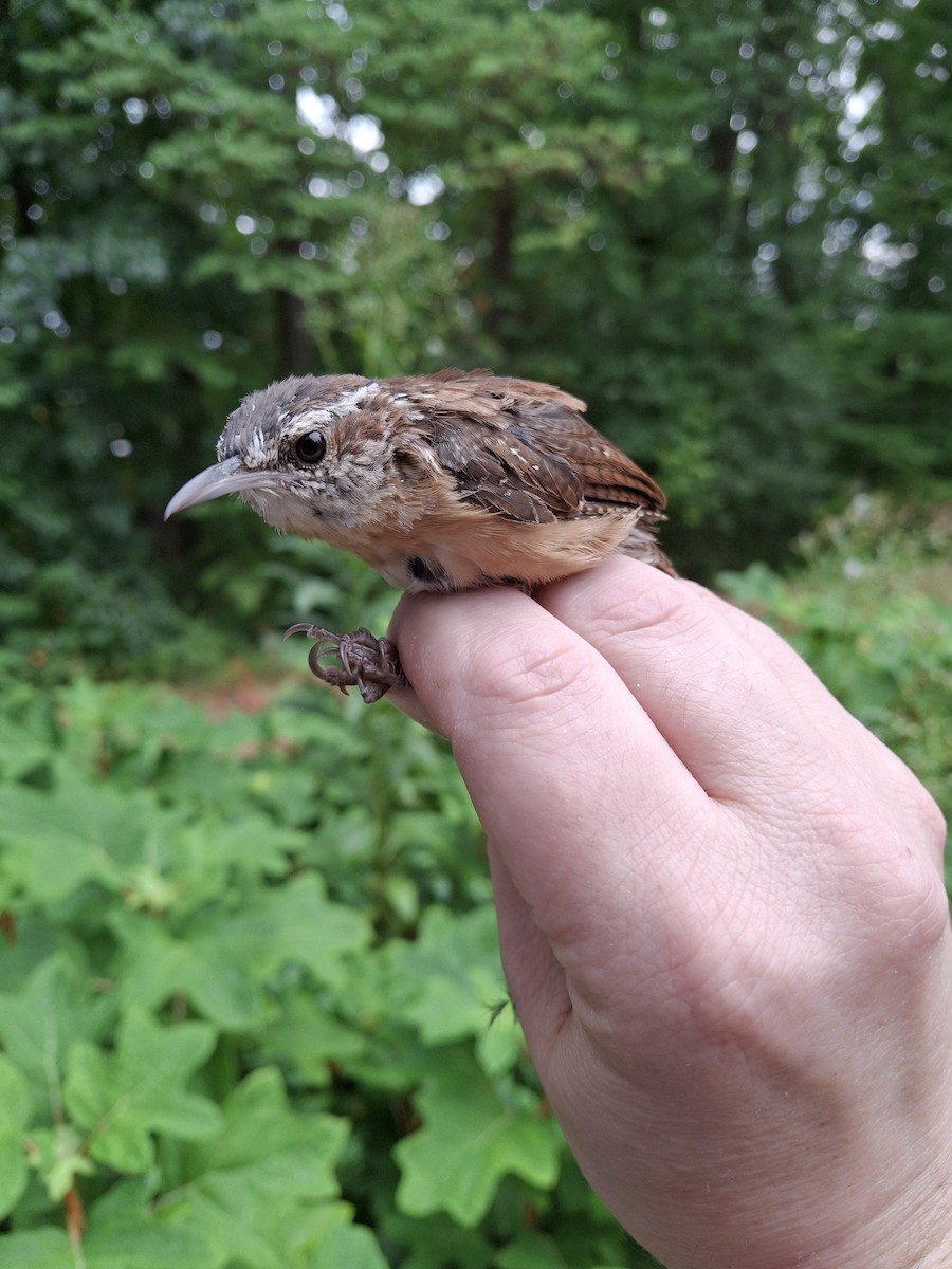 Carolina Wren - ML624150980