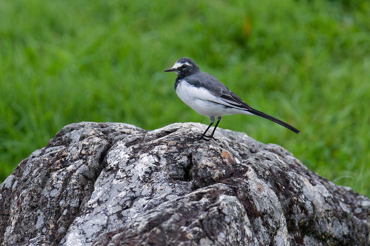 Japanese Wagtail - ML624150981