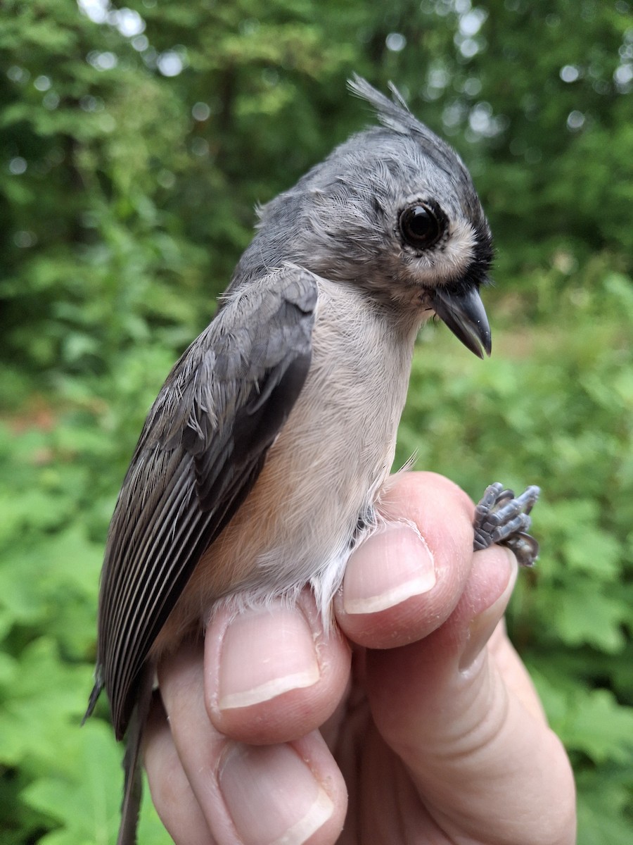 Tufted Titmouse - ML624150989