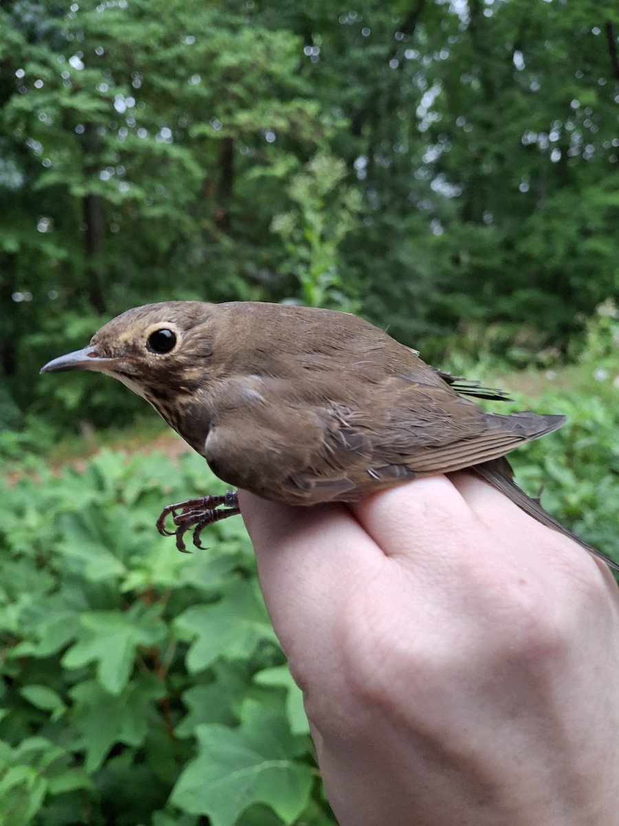 Swainson's Thrush - ML624150997