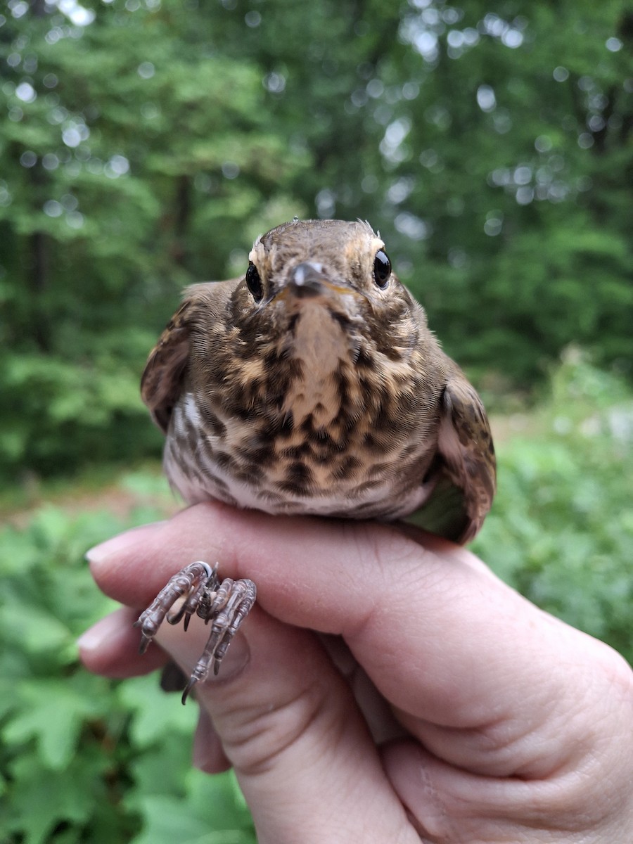 Swainson's Thrush - ML624150998