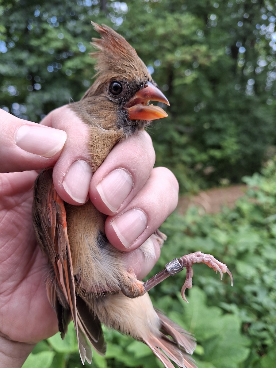 Northern Cardinal - ML624151000