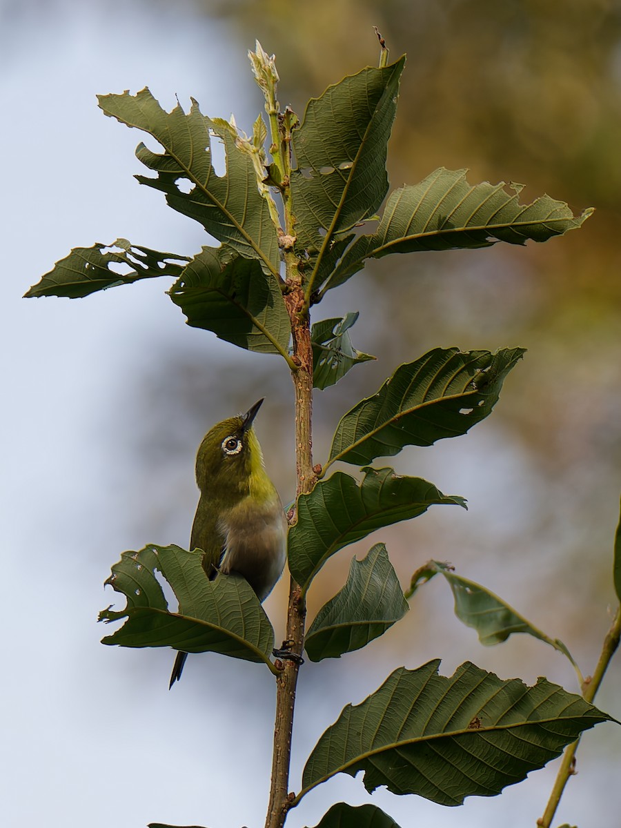 Warbling White-eye - ML624151001