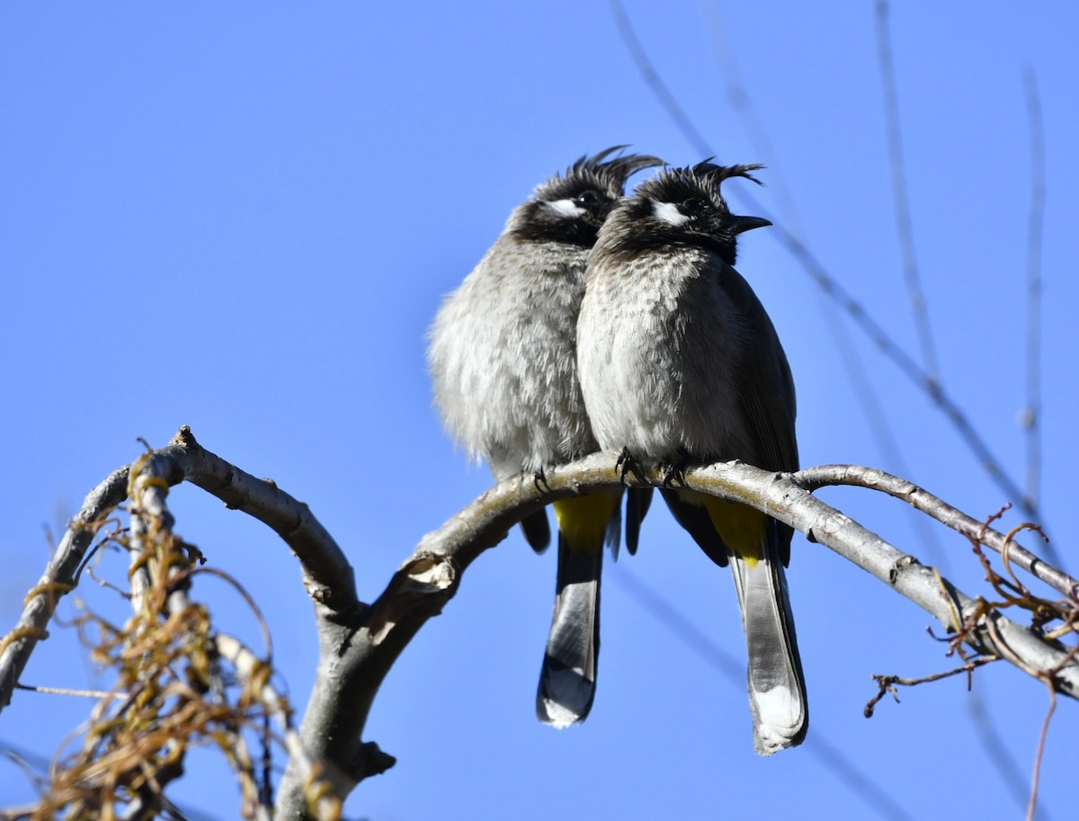 Himalayan Bulbul - ML624151003