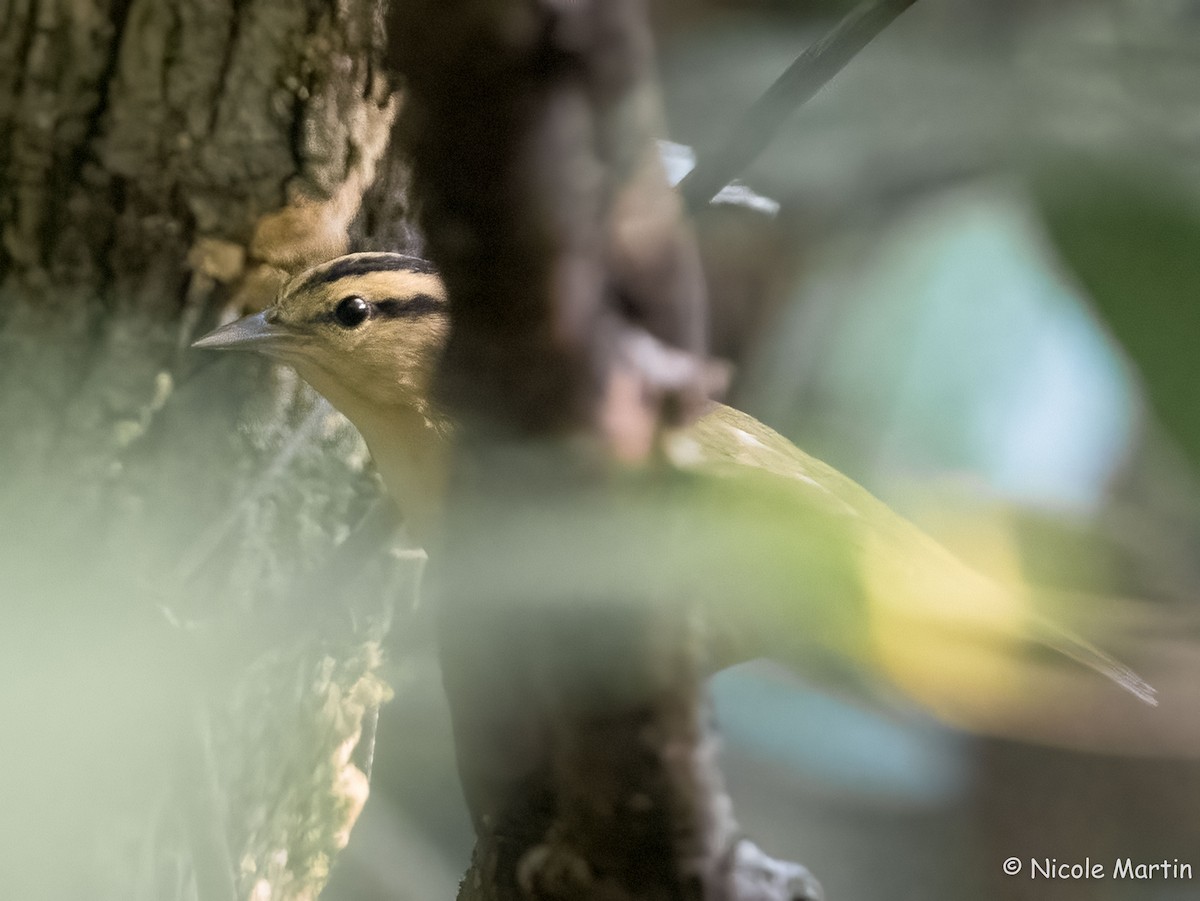 Worm-eating Warbler - ML624151004