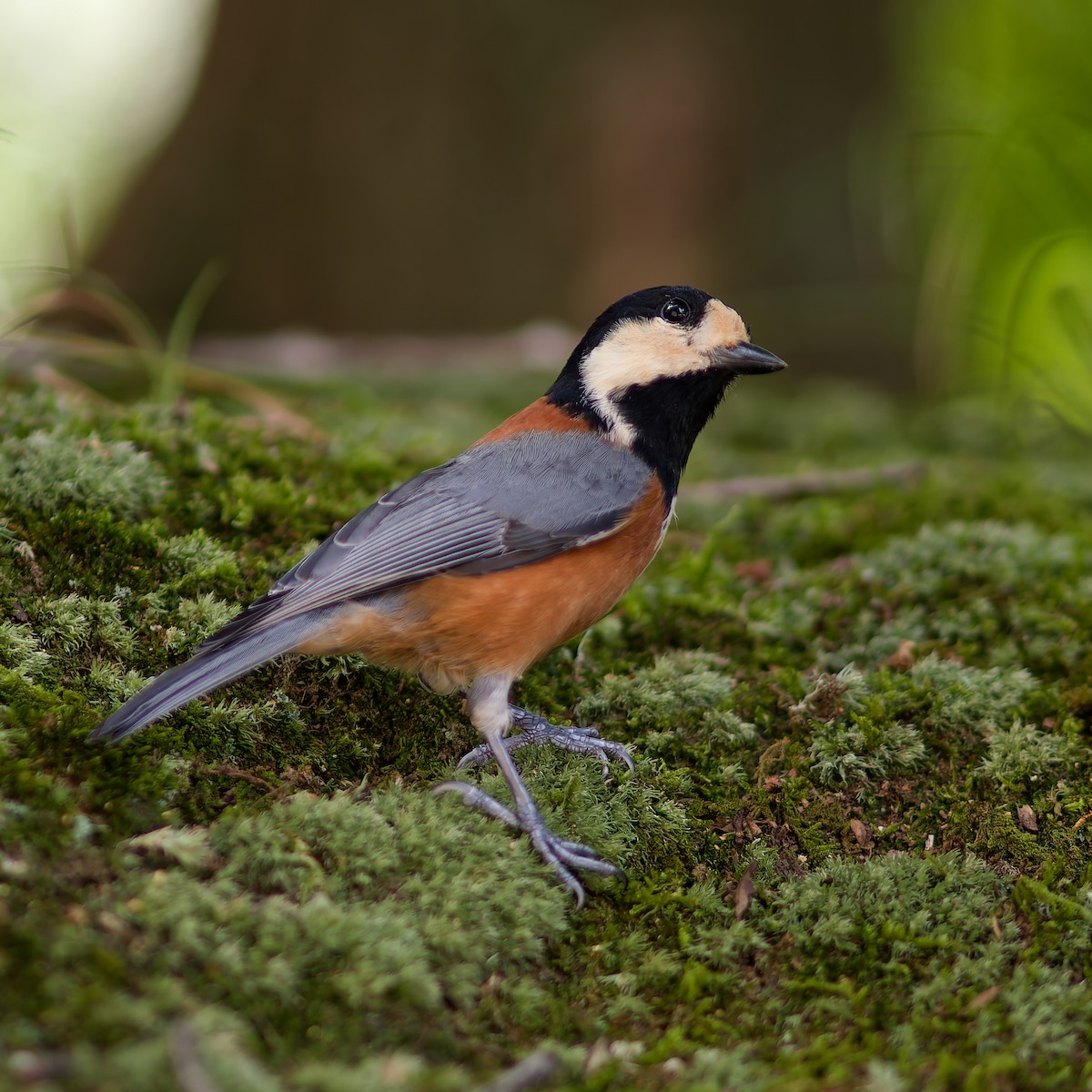 Varied Tit - ML624151006