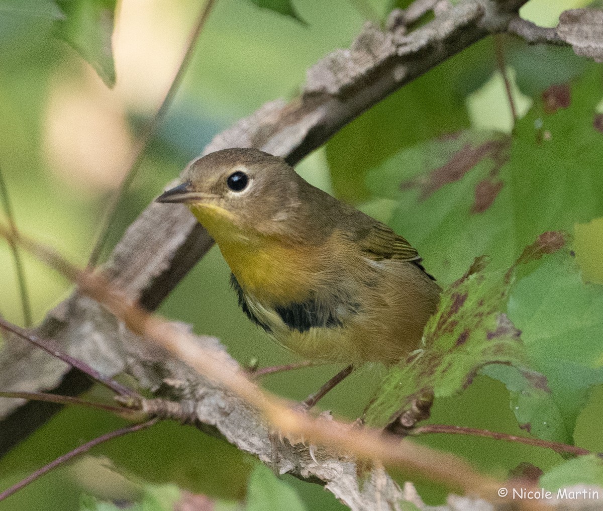 Common Yellowthroat - ML624151008