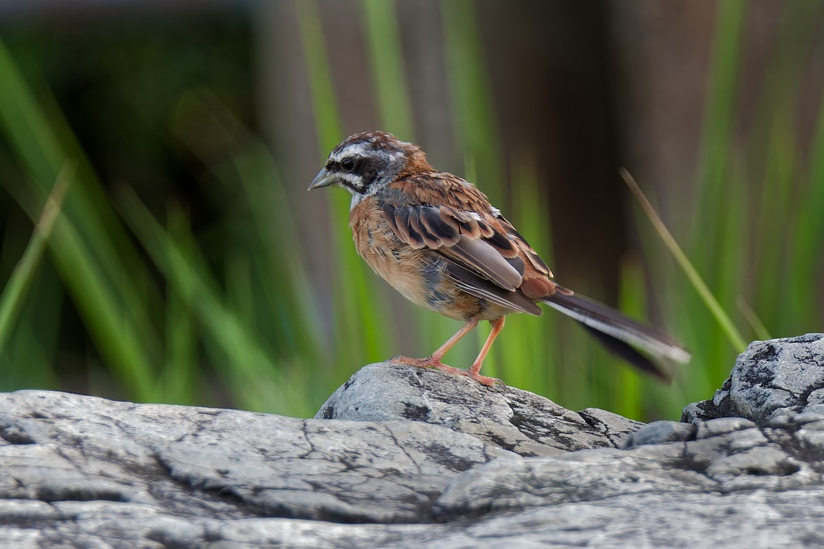 Meadow Bunting - ML624151020