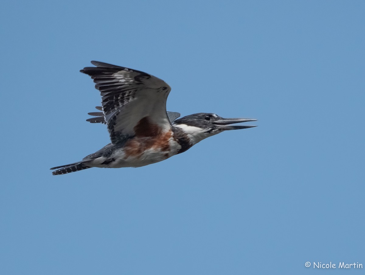 Belted Kingfisher - ML624151045