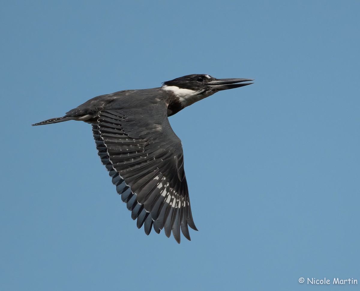 Belted Kingfisher - ML624151046