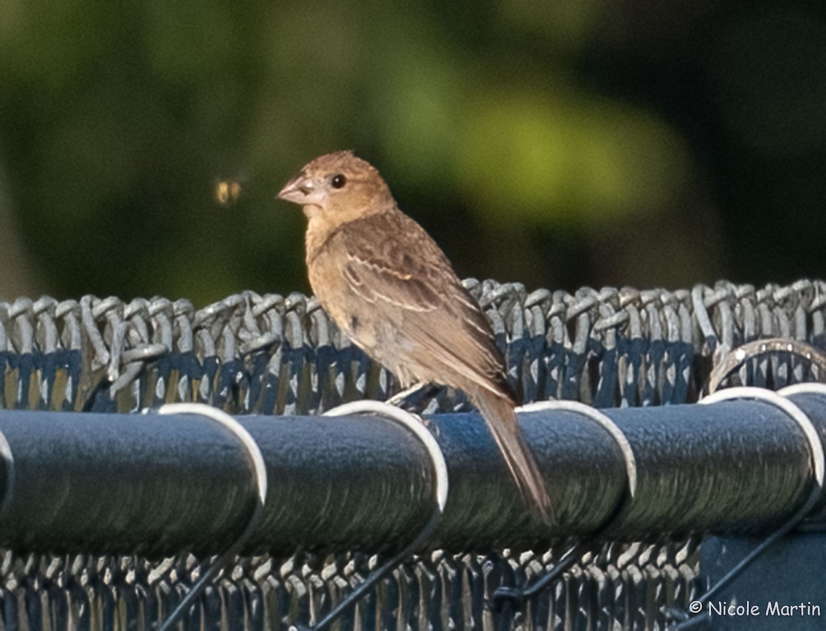 Blue Grosbeak - ML624151078