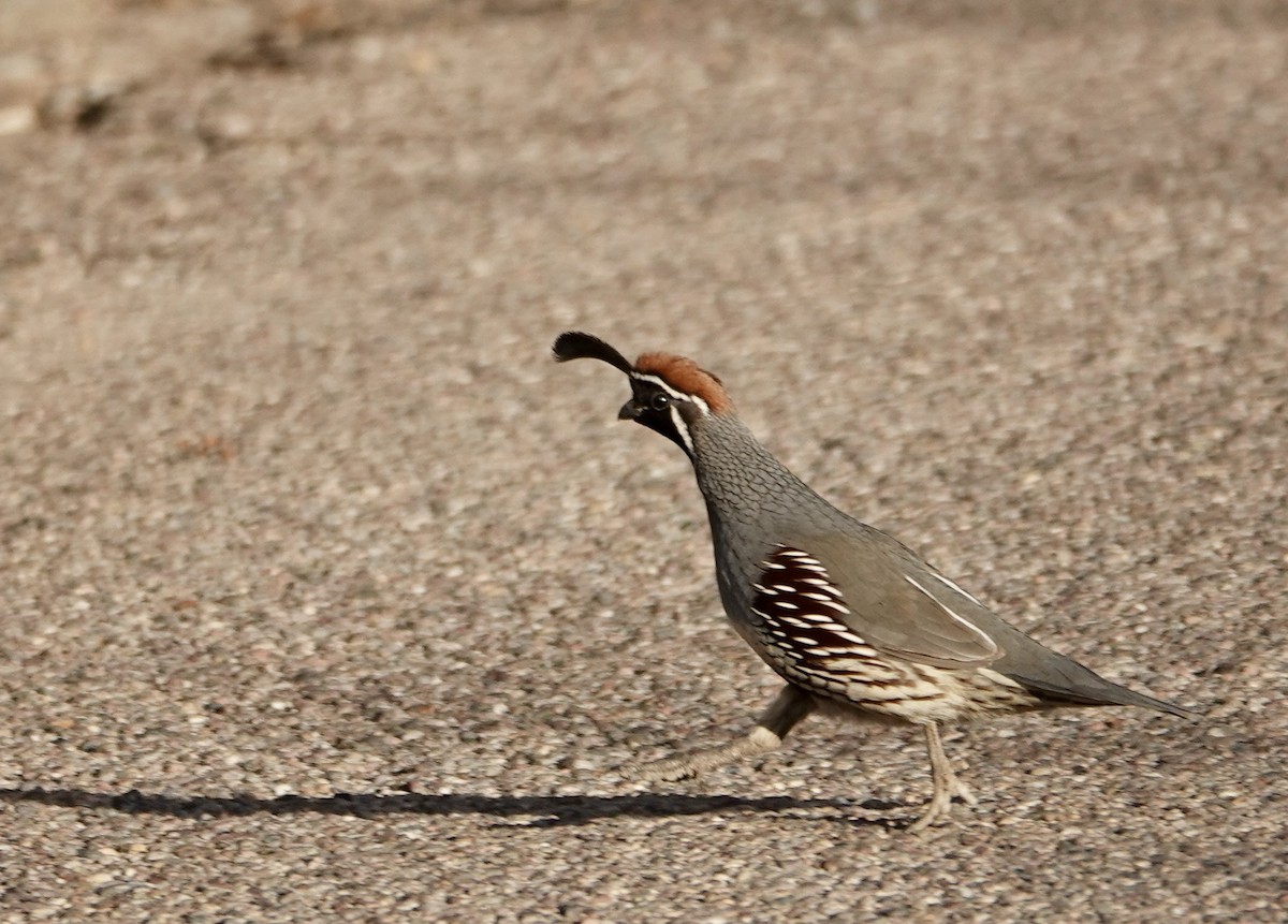 Gambel's Quail - ML624151080