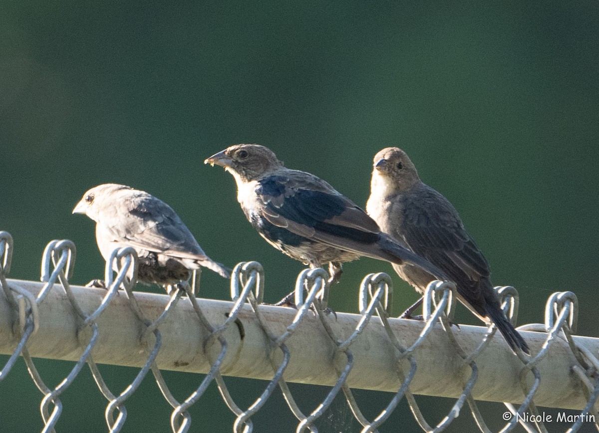 Brown-headed Cowbird - ML624151085