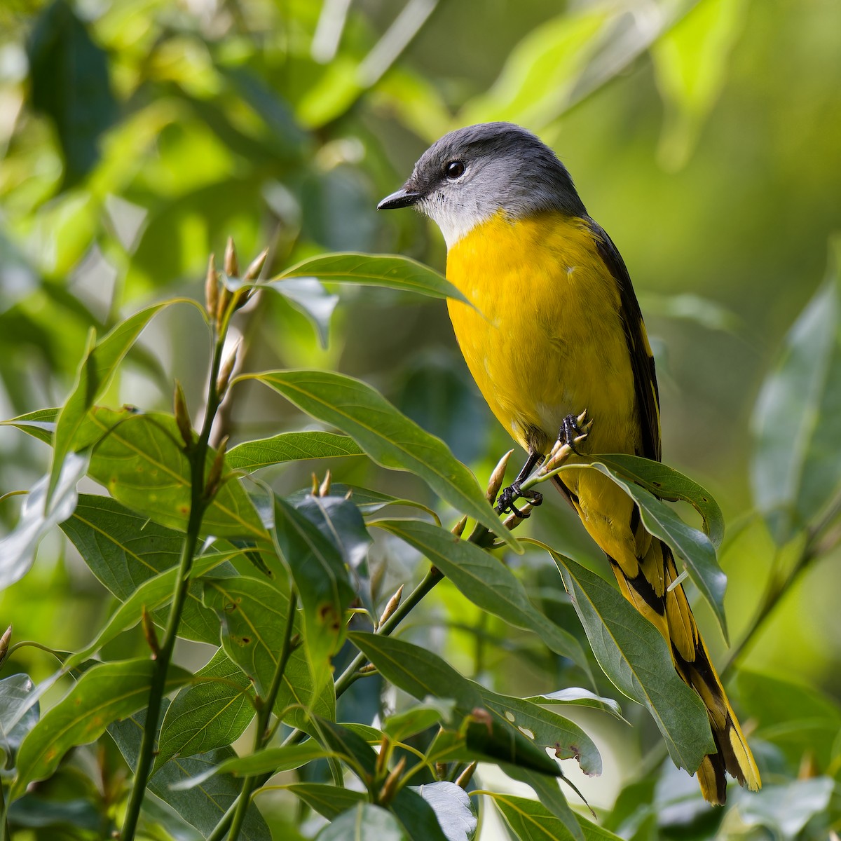 Gray-chinned Minivet - ML624151091