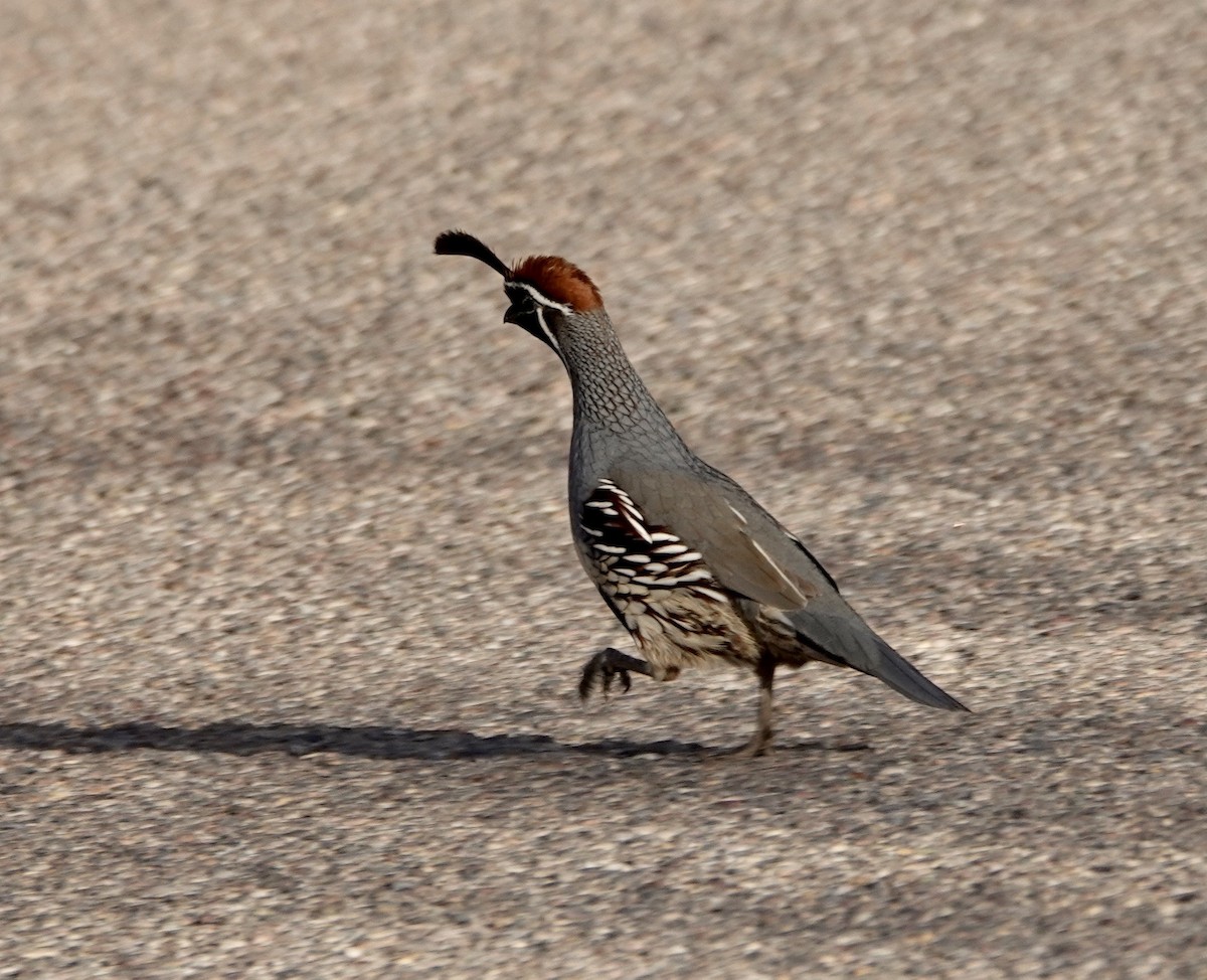 Gambel's Quail - ML624151097