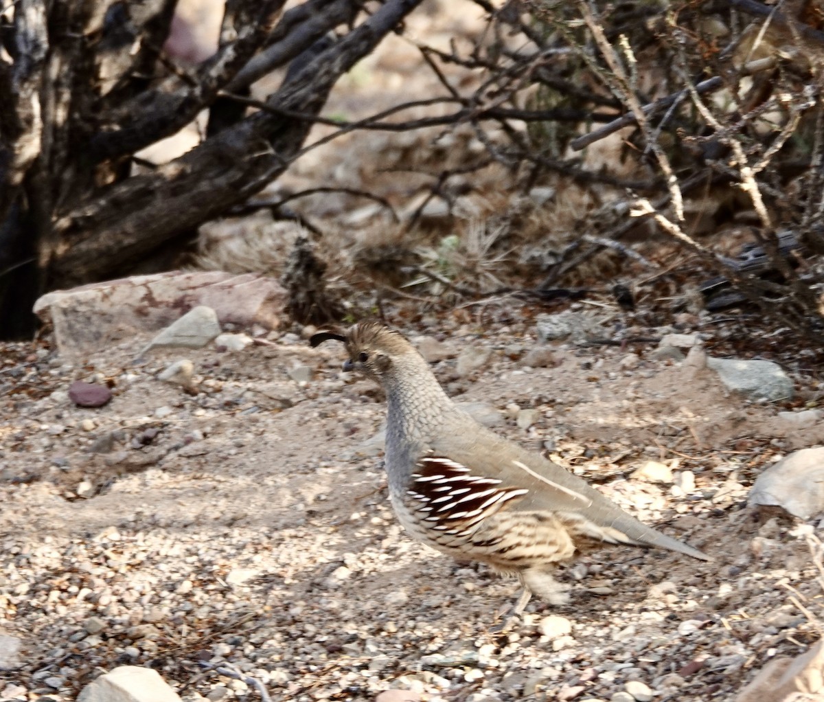 Gambel's Quail - ML624151098