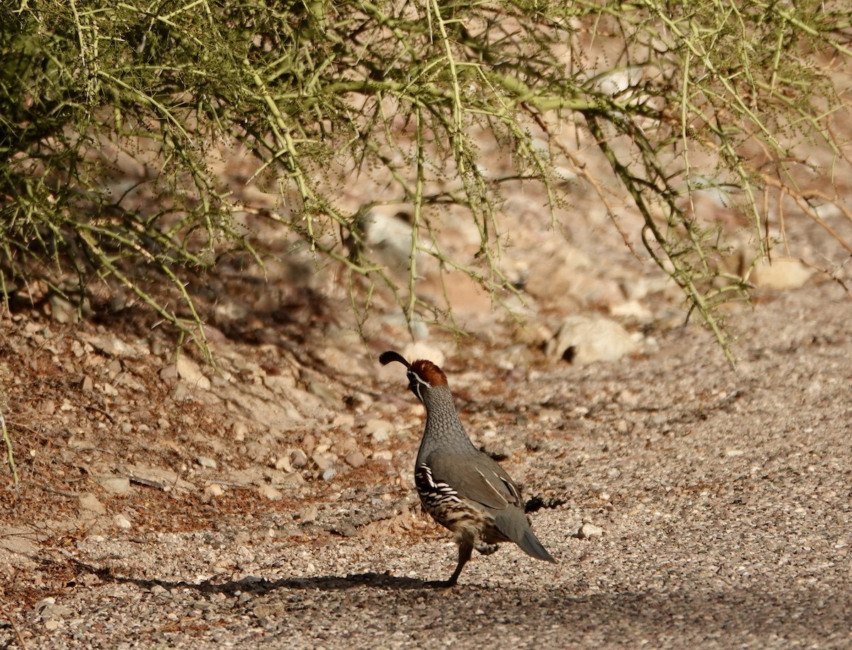 Gambel's Quail - ML624151099