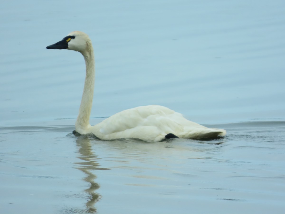 Tundra Swan - "Chia" Cory Chiappone ⚡️