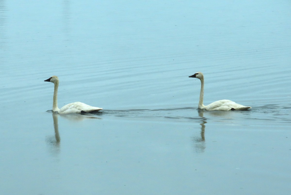 Tundra Swan - "Chia" Cory Chiappone ⚡️