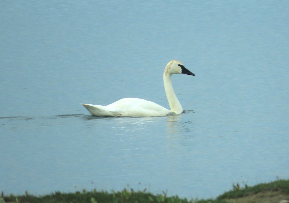 Cisne Chico - ML624151113