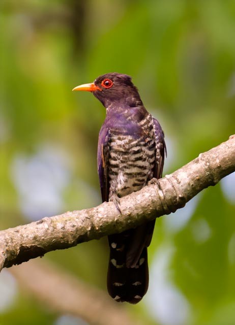 Violet Cuckoo - ML624151125