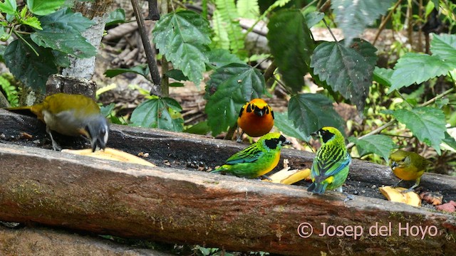 Buff-throated Saltator - ML624151169