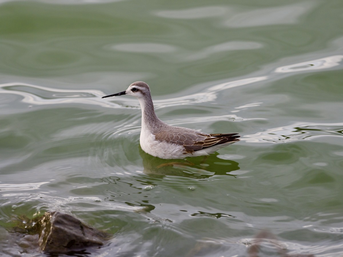 Wilson's Phalarope - Celeste Morien