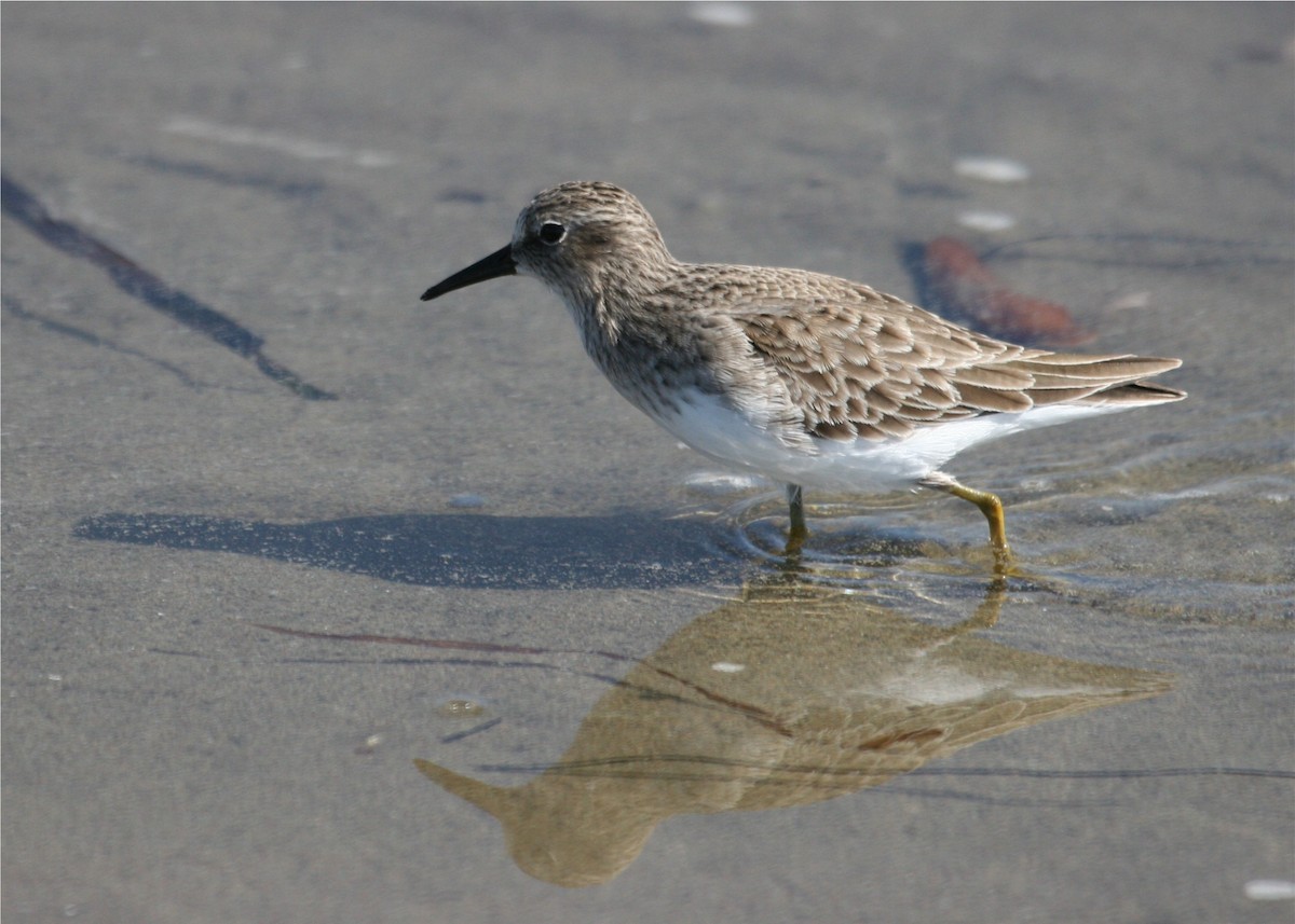 Least Sandpiper - ML624151172