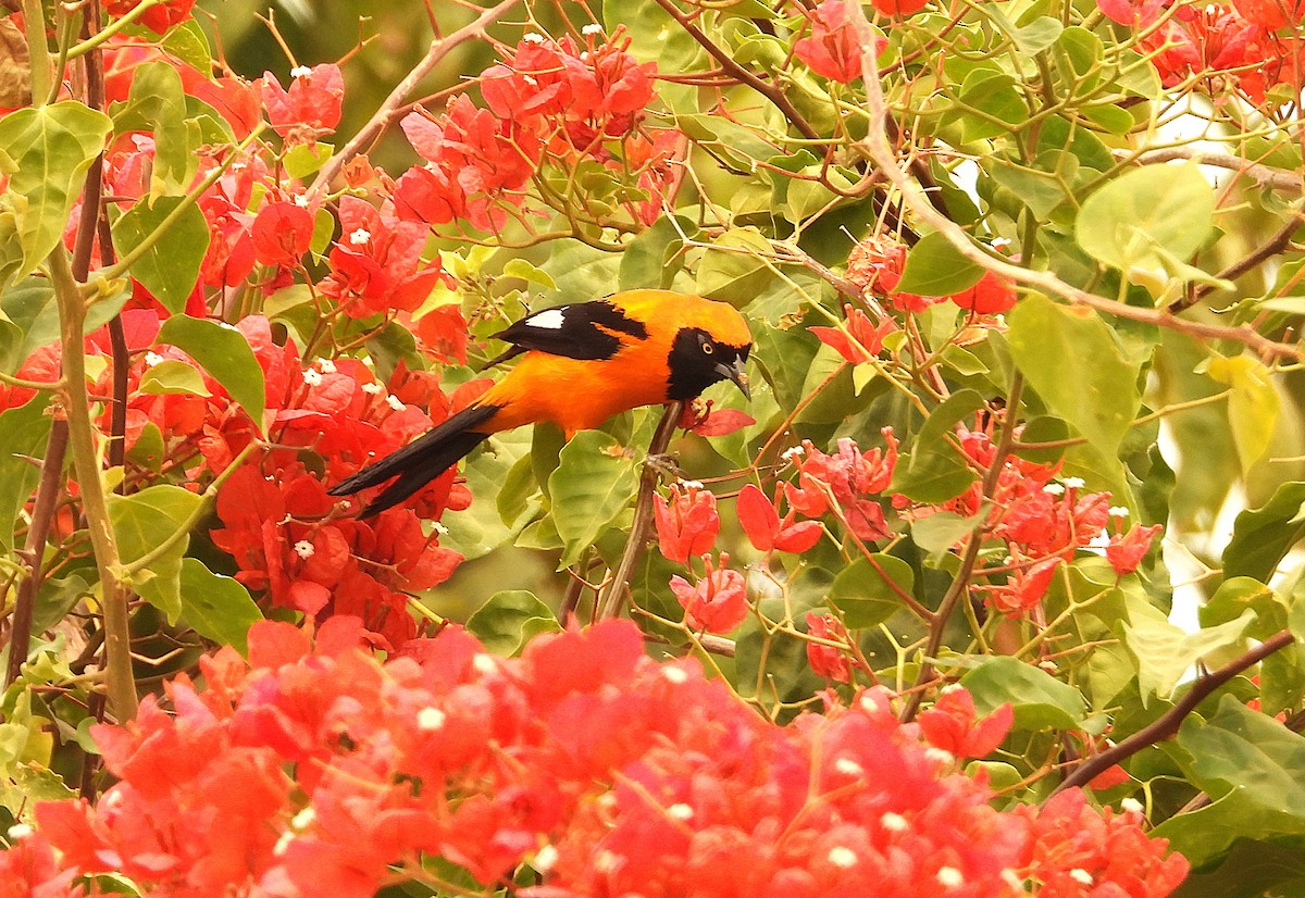 Orange-backed Troupial - ML624151173