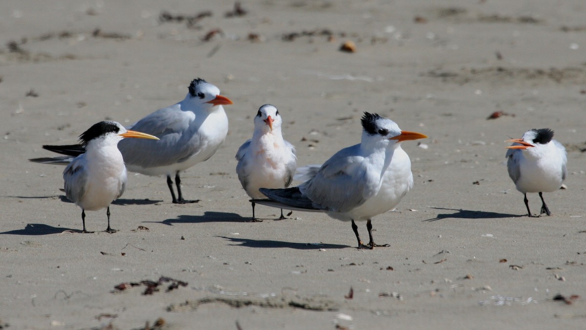 Elegant Tern - Linda Dalton