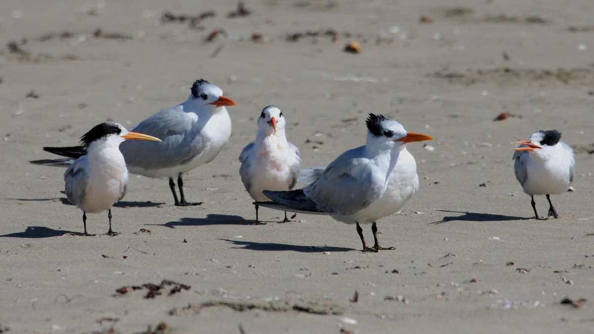 Elegant Tern - ML624151185