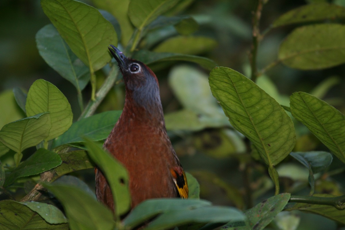 Malayan Laughingthrush - ML624151195