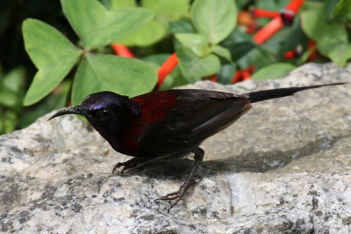 Black-throated Sunbird - Charles Davies